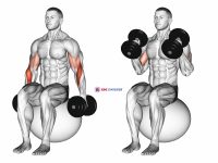 Dumbbell Two Arm Seated Hammer Curl on Exercise Ball