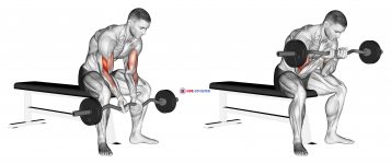 EZ Bar Seated Close Grip Concentration Curl