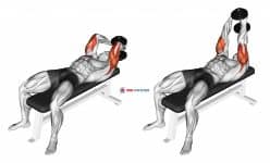 Dumbbell Lying Single Extension
