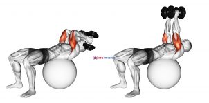 Exercise Ball Supine Triceps Extension
