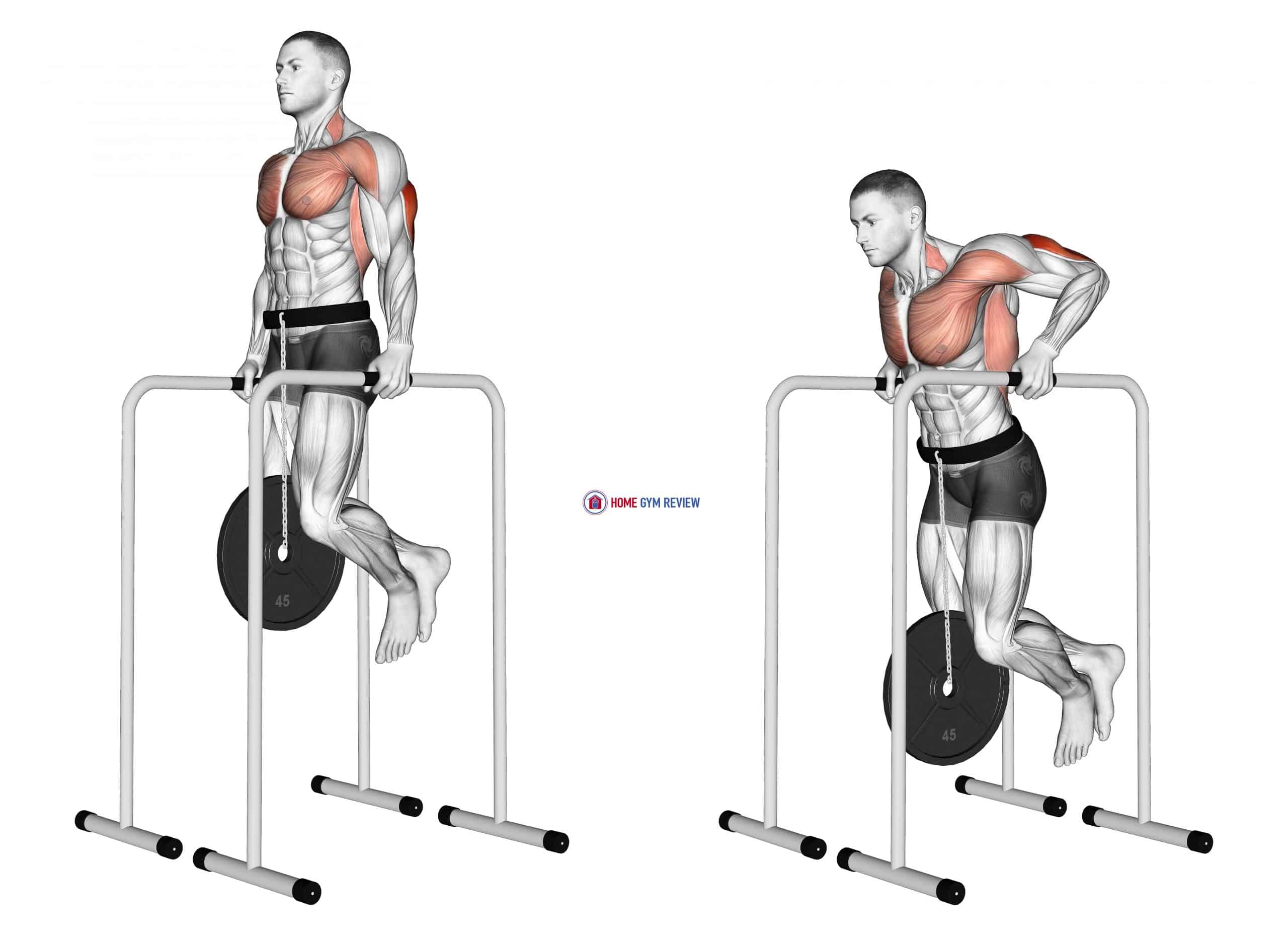 Weighted Triceps Dip on High Parallel Bars
