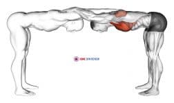 Assisted Trunk Flex Chest Stretch