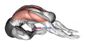 Sitting Feet Together Reach Forward Stretch