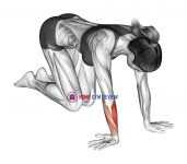 Wrist Ulnar Deviator And Extensor Stretch