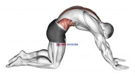 Cat Stretch (Version 2)