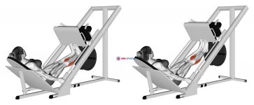 Sled Calf Press On Leg Press (female)