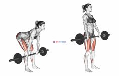 Barbell Romanian Deadlift (female)
