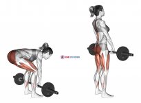 Barbell Deadlift (female)