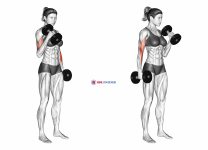 Dumbbell Hammer Curl (female)