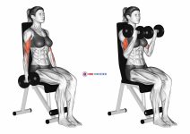Dumbbell Seated Curl (female)