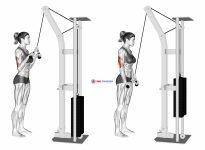 Cable Triceps Pushdown (V bar) (female)
