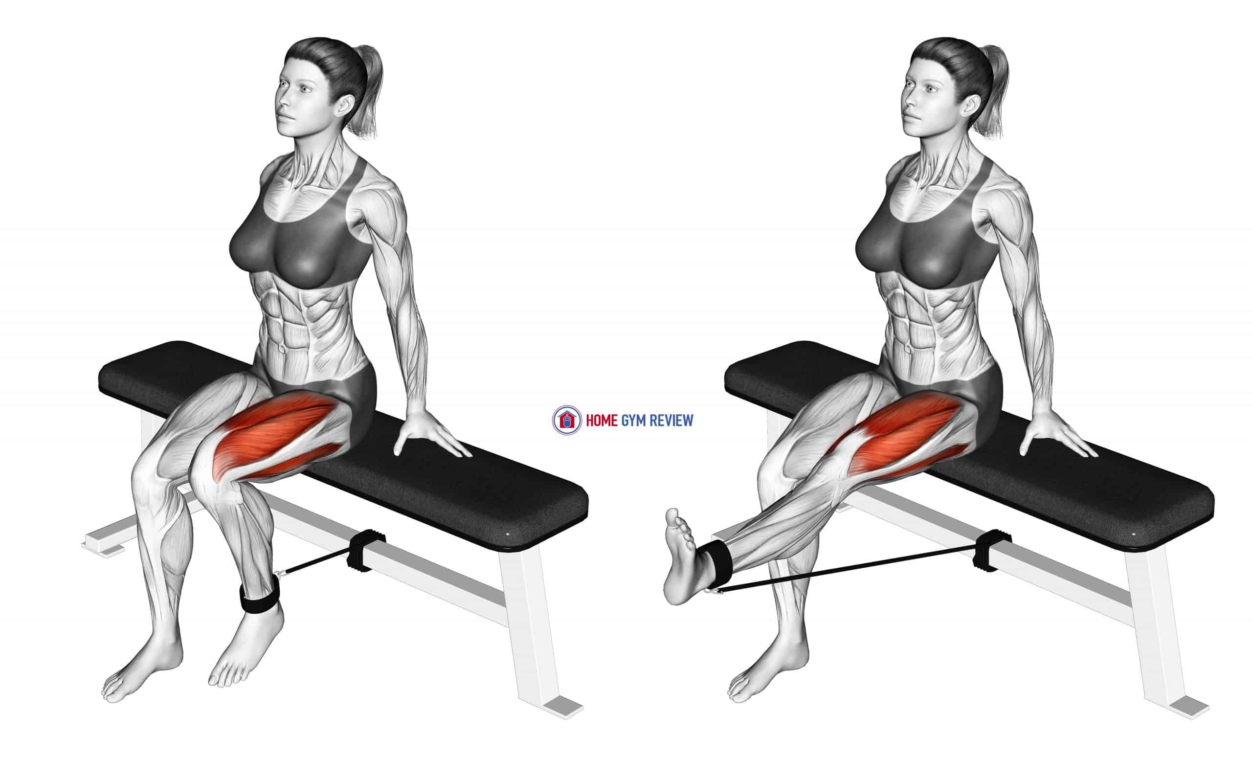 Band Seated Leg Extension (female)