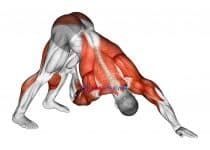 Downward Facing Dog Spine Mobility