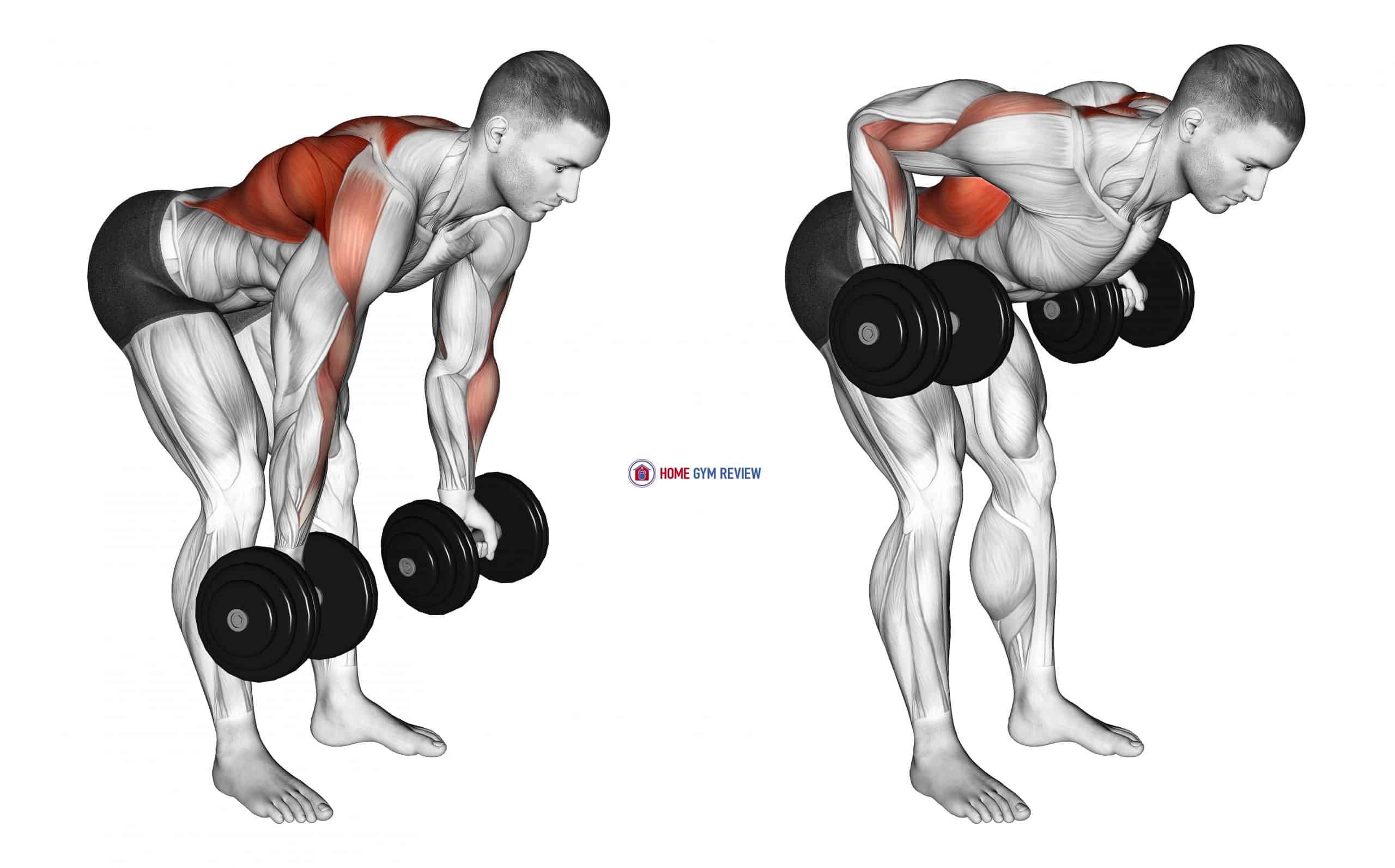 Dumbbell Bent Over Reverse Row