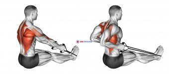 Band straight back seated row (male)