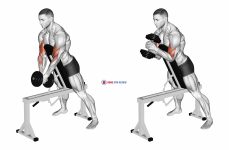 Dumbbell Single Spider Curl with Chest Support