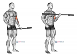 Barbell Alternate Bicep Curl