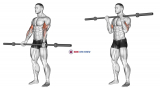 Barbell Curl