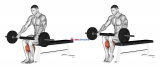 Barbell Seated Calf Raise