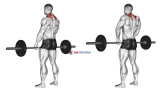 Barbell Shrug