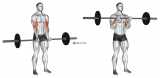 Barbell Standing Close Grip Curl