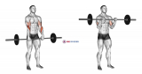 Barbell Standing Reverse Grip Curl