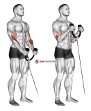 Cable Hammer Curl (with rope)