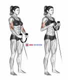 Cable Hammer Curl