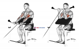 Cable Preacher Curl