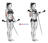 Cable Reverse Curl