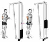 Cable Triceps Pushdown (V-bar)