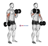 Dumbbell Alternate Biceps Curl