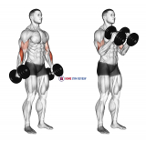 Dumbbell Hammer Curl (version 2)