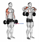 Dumbbell Raise