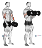 Dumbbell Revers grip Biceps Curl