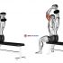 Dumbbell Seated Biceps Curl (on stability ball)