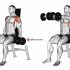 Dumbbell Seated Biceps Curl (on stability ball)