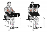 Dumbbell Seated Preacher Curl