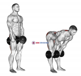 Dumbbell Stiff Leg Deadlift