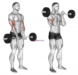 EZ Barbell Close-grip Curl