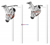 Inverted Row (version 2)