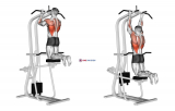 Lever Assisted Chin-Up