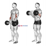 Olympic Barbell Hammer Curl