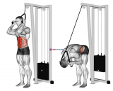 Cable Standing Crunch (with rope attachment)