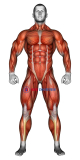 Body muscles. Front view