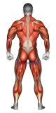 Body muscles. Back view