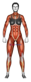 Body muscles. Female. Front view