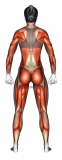 Body muscles. Female. Back view