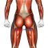 Body muscles. Female. Front view