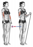 Band hammer curl
